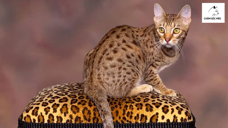 Nguồn Gốc Mèo Ocicat