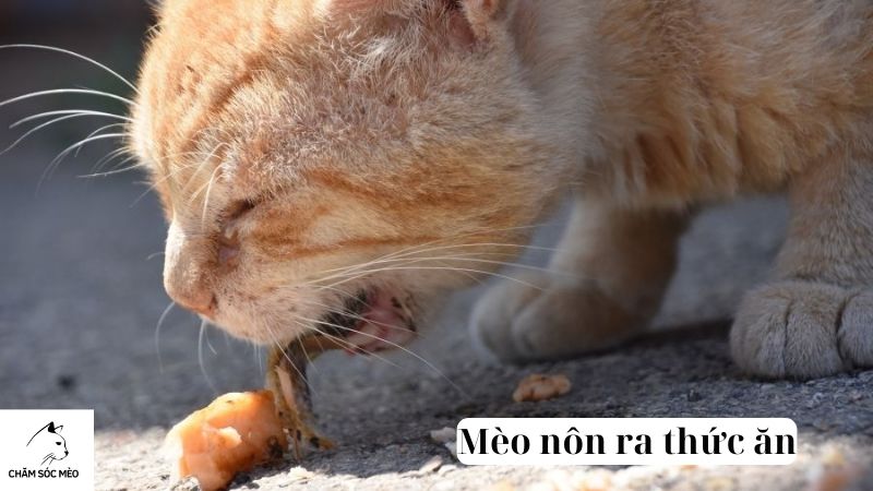 Mèo nôn ra thức ăn