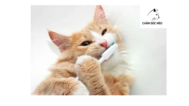 mèo bị gãy răng