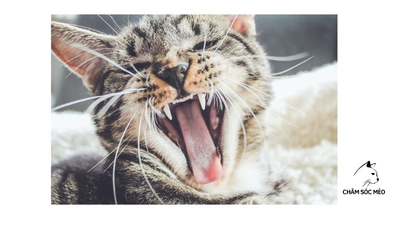 mèo bị gãy răng
