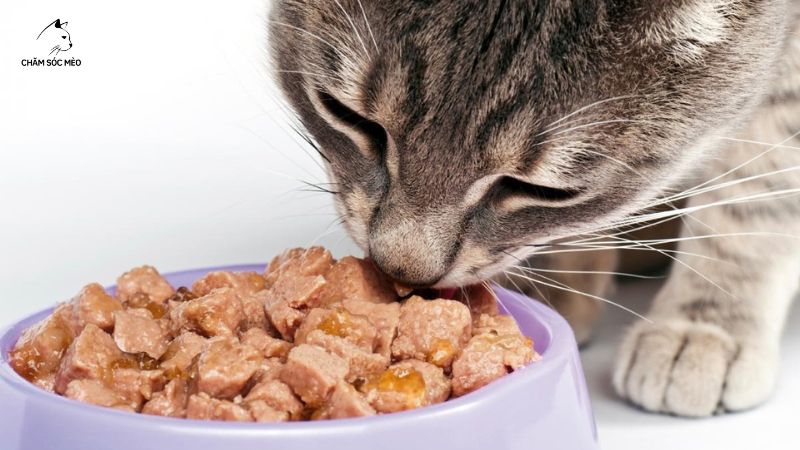 Nguyên Nhân Mèo Bị Tiêu Chảy Nhưng Vẫn Ăn Uống Bình Thường Là Gì?
