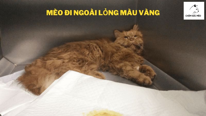 Mèo Đi Ngoài Lỏng Màu Vàng