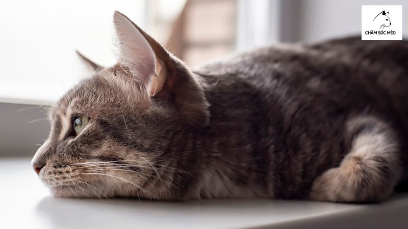 Mèo Đi Ngoài Ra Máu Có Nguy Cơ Mắc Bệnh Gì?