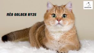 Mèo Golden Ny25