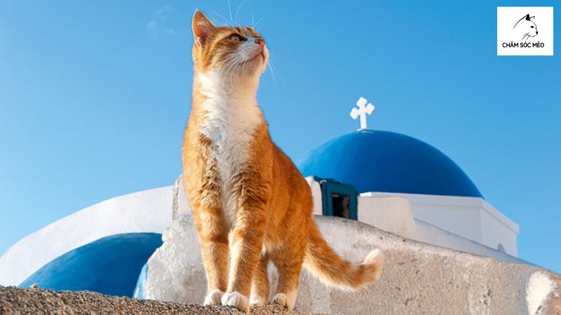 Nguồn Gốc Của Mèo Hy Lạp
