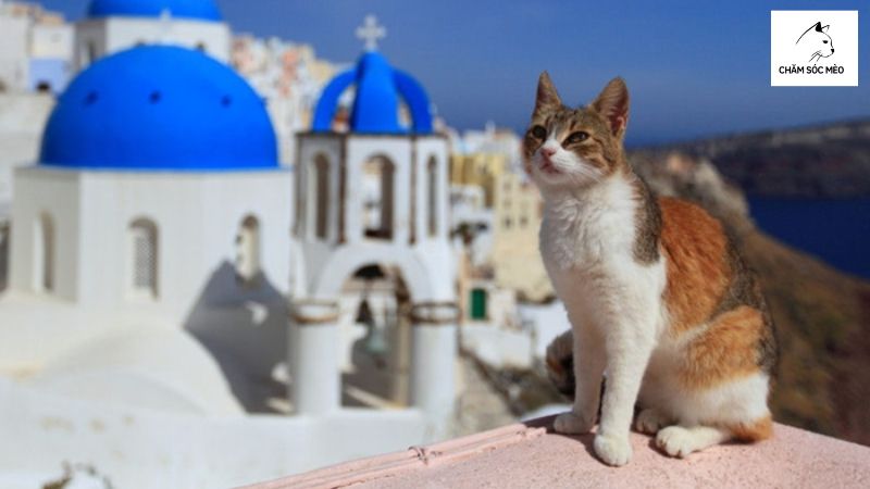 Đặc Điểm Ngoại Hình Mèo Hy Lạp