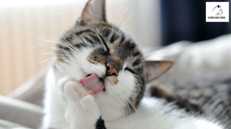 Những Điều Thú Vị Về Lưỡi Mèo