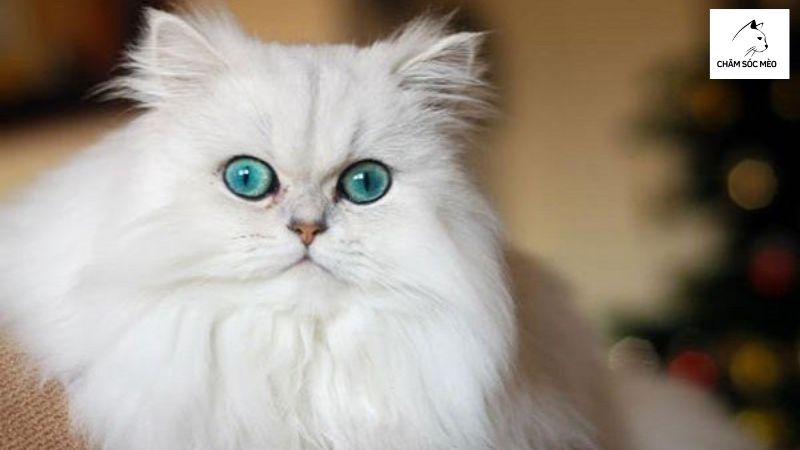 Mèo Ba Tư (Persian)