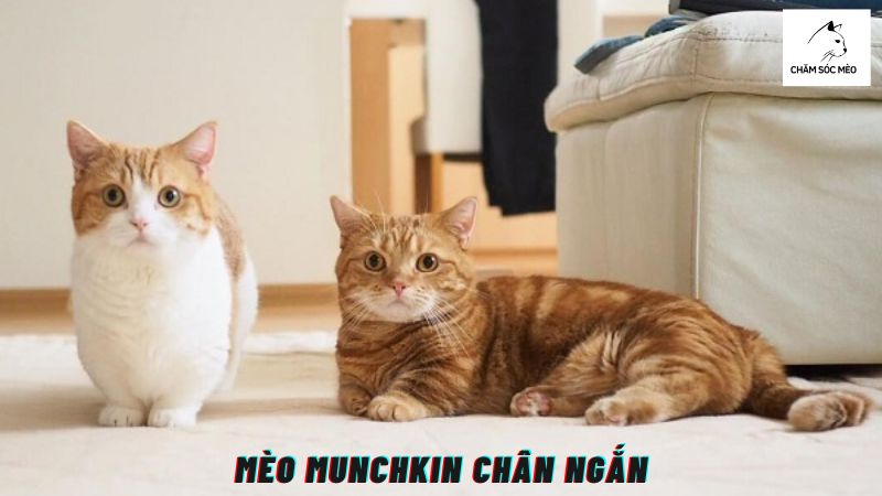 Mèo Munchkin Chân Ngắn