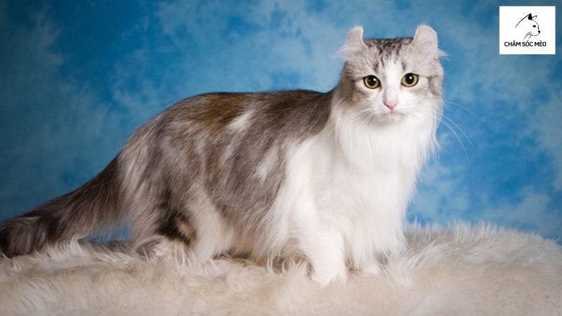 Đặc Điểm Ngoại Hình Của Mèo Mỹ Tai Xoắn