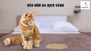 Mèo Nôn Ra Dịch Vàng