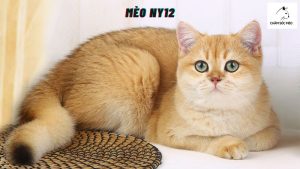 Mèo Ny12