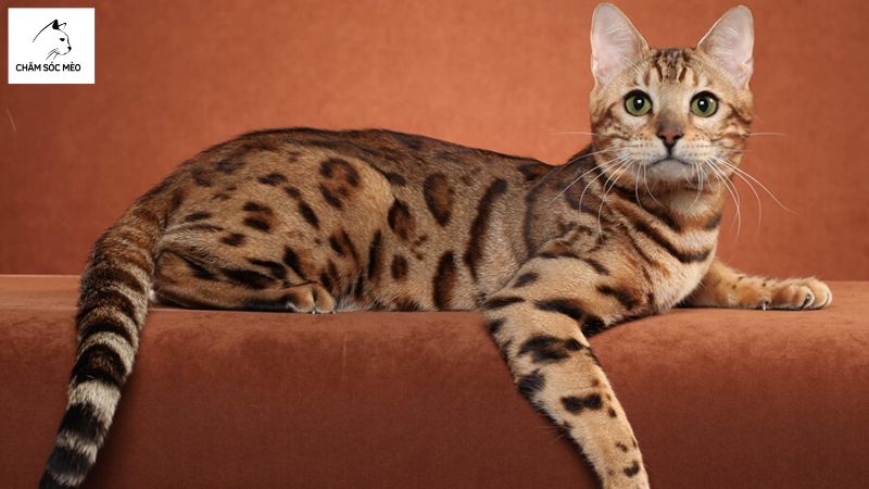 Đặc Điểm Ngoại Hình Của Mèo Ocicat