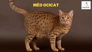 Mèo Ocicat