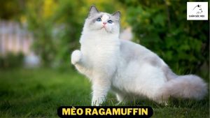 Mèo Ragamuffin