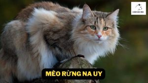 Mèo Rừng Na Uy