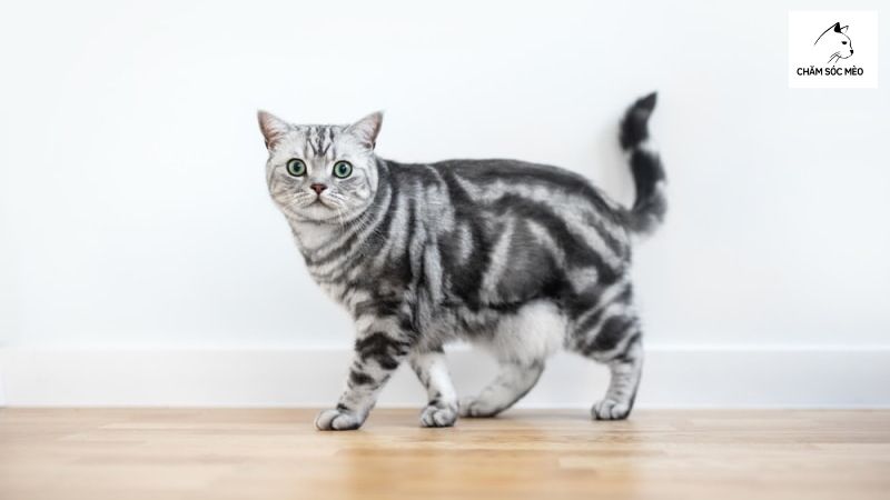 Mèo Vằn Sọc Dưa Cổ Điển (Classic Tabby Cat)