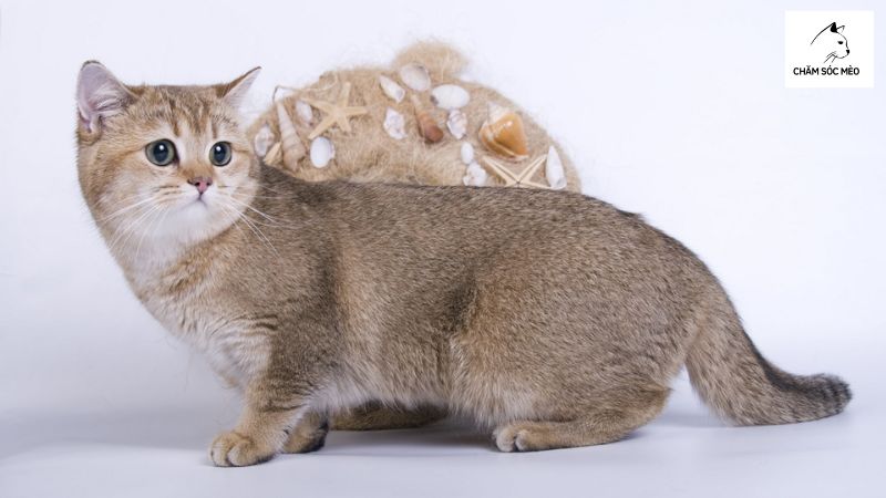 Mèo Mướp Lông Muối Tiêu (Ticked Tabby Cat)