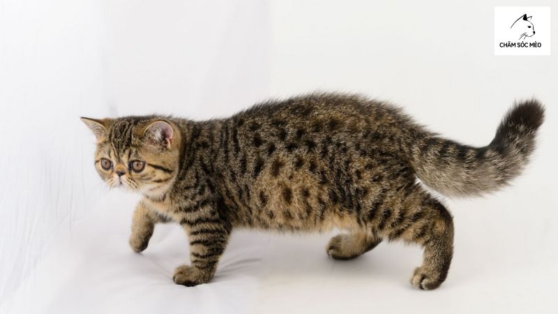 Mèo Vằn Lông Đốm (Spotted Tabby Cat)