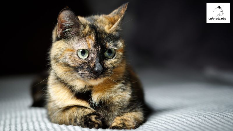 Mèo Vằn Lông Đồi Mồi (Torbie Cat)