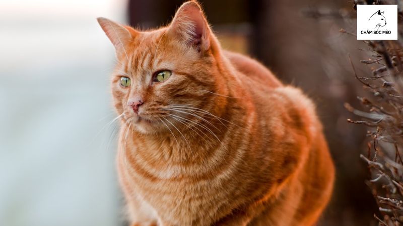 Mèo Mướp Cam (Orange Tabby Cat)