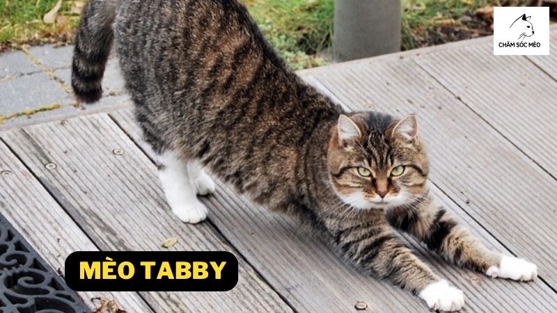 Mèo Tabby