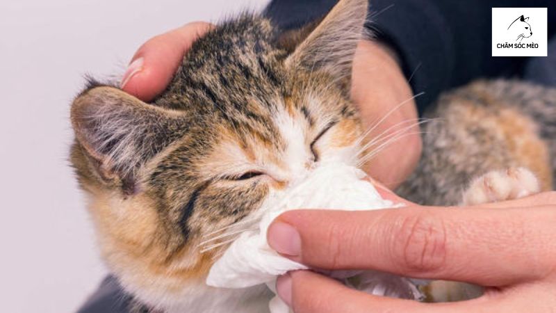 Cách Xử Lý Khi Mèo Thở Khò Khè
