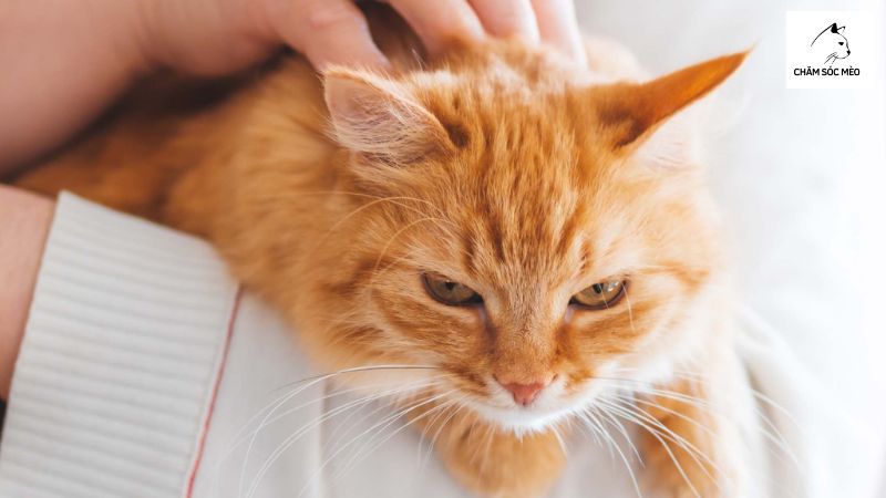 Bệnh Tăng Bạch Cầu Ở Mèo Là Bệnh Gì?