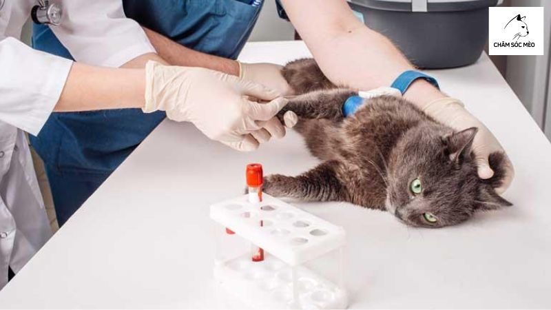 Phương Thức Chuẩn Đoán Bệnh Tăng Bạch Cầu Ở Mèo