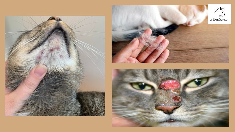 Triệu Chứng Của Bệnh Nấm Ở Mèo
