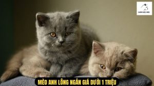 Mèo Anh Lông Ngắn Giá Dưới 1 Triệu