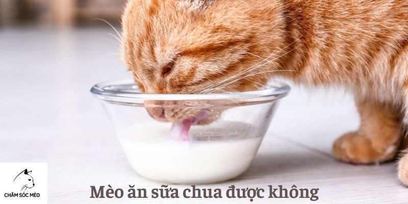 Mèo ăn sữa chua được không