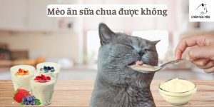 Mèo ăn sữa chua được không