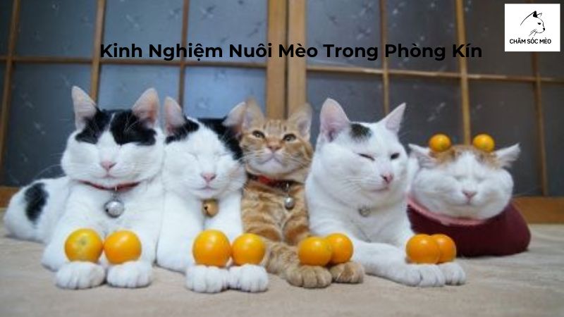 Kinh Nghiệm Nuôi Mèo Trong Phòng Kín