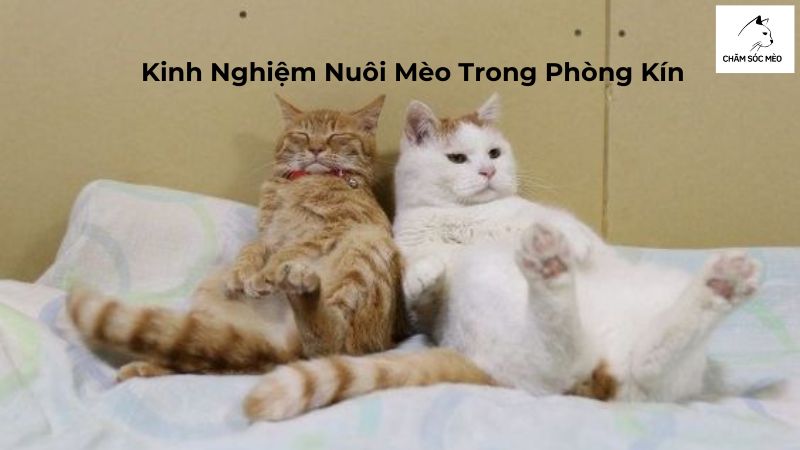 Kinh Nghiệm Nuôi Mèo Trong Phòng Kín