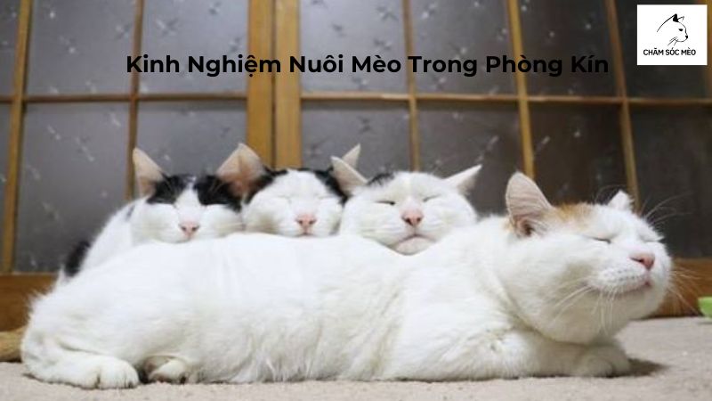 Kinh Nghiệm Nuôi Mèo Trong Phòng Kín