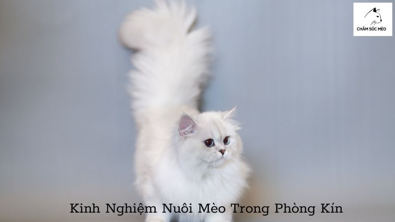 Kinh Nghiệm Nuôi Mèo Trong Phòng Kín