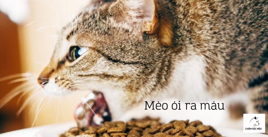 Mèo ói ra máu