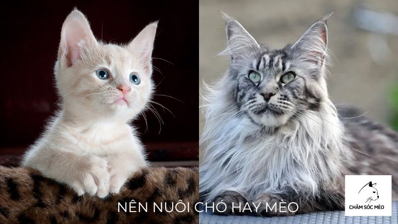 Nên Nuôi Chó Hay Mèo