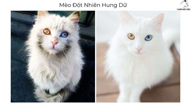 Mèo Đột Nhiên Hung Dữ