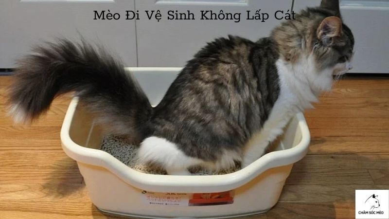 Mèo Đi Vệ Sinh Không Lấp Cát