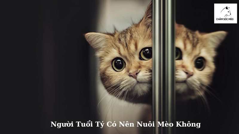 Người Tuổi Tý Có Nên Nuôi Mèo Không