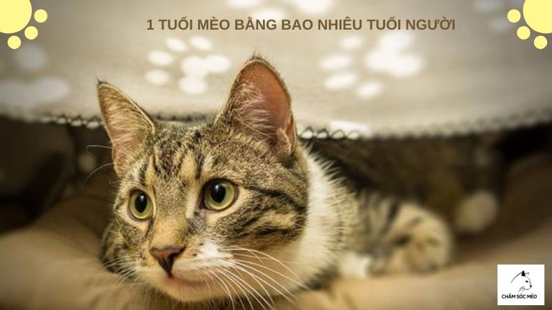 1 Tuổi Mèo Bằng Bao Nhiêu Tuổi Người