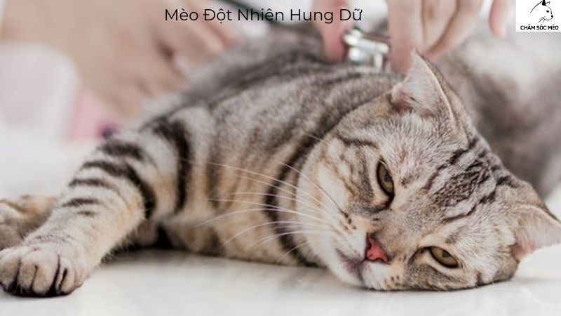 Mèo Đột Nhiên Hung Dữ