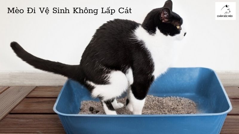 Mèo Đi Vệ Sinh Không Lấp Cát