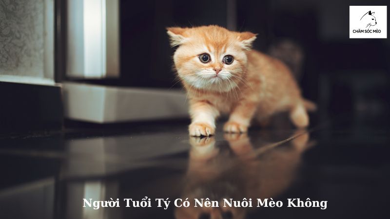 Người Tuổi Tý Có Nên Nuôi Mèo Không