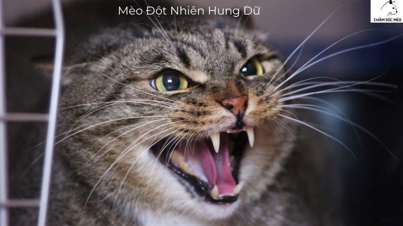 Mèo Đột Nhiên Hung Dữ