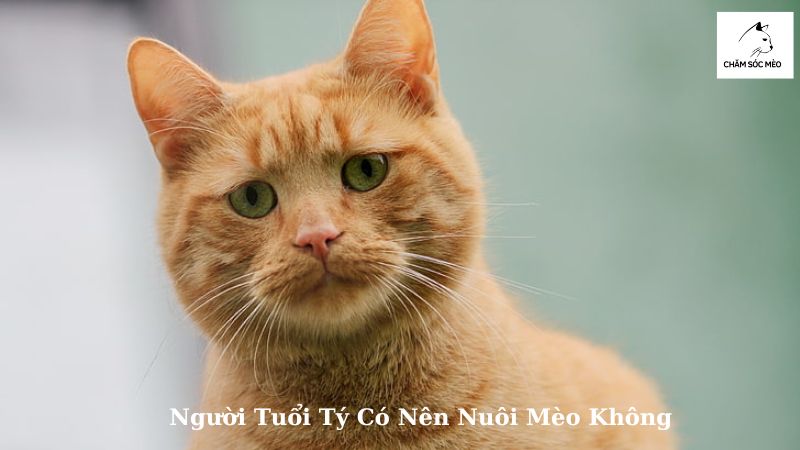 Người Tuổi Tý Có Nên Nuôi Mèo Không