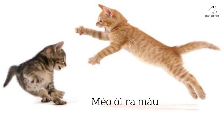 Mèo ói ra máu