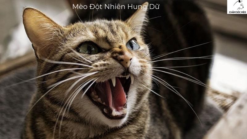 Mèo Đột Nhiên Hung Dữ